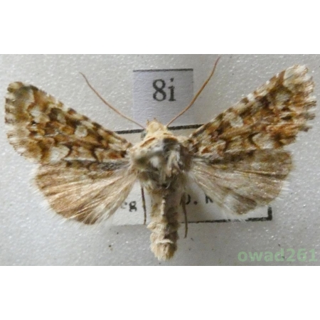 Hadena irregularis (Hufnagel, 1766) Slovakia8i